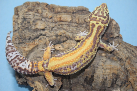 Leopard Geckos