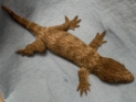 Rhacodactylus leachianus 