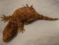 Rhacodactylus leachianus 