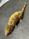 GTBX Leachianus 