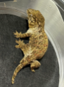 GTBX Leachianus 