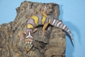 Bell Albino Leopard Gecko 