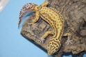 Bell Albino Leopard Gecko 