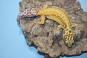 Bell Albino Leopard Gecko 