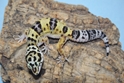 Hi Yellow Lavendar Leopard Gecko 