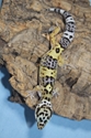 Hi Yellow Lavendar Leopard Gecko 