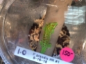 Phelsuma grandis 50/50 Blue Blood High Red Sexed 