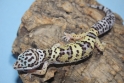 Hi Yellow Lavendar Leopard Gecko 