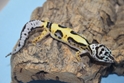 Bandit Phase Leopard Geckos 