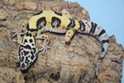 Bandit Phase Leopard Geckos 