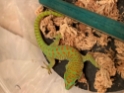 Phelsuma grandis 50/50 Blue Blood High Red unsexed 
