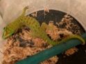 Phelsuma grandis 50/50 Blue Blood High Red unsexed 