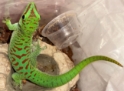Blue Blood Phelsuma grandis female 