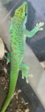 Blue Blood Phelsuma grandis male 