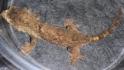 M. chahoua male 