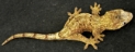 M. chahoua male 