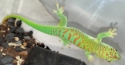 Phelsuma grandis Blue Blood Day Gecko female 