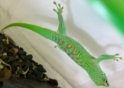 Phelsuma grandis Blue Blood Day Gecko male  