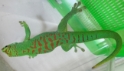 Phelsuma grandis Blue Blood Day Gecko male 