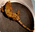 Mossy New Caledonian gecko 