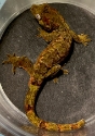 Mossy New Caledonian gecko  