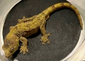 Mossy New Caledonian gecko 