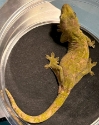Mossy New Caledonian gecko female 