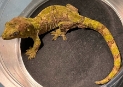 Mossy New Caledonian gecko 