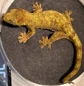 Mossy New Caledonian gecko female  