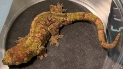 Mossy New Caledonian gecko 