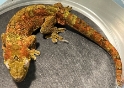 Mossy New Caledonian gecko  