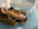 Leopard Gecko 