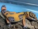 Leopard Gecko 