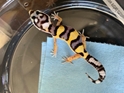 Bandit Leopard Gecko 7-18-19  