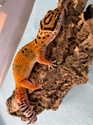 Blood Extreme Emerine Leopard Gecko 6-25-19 