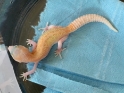 Typhoon Leopard Gecko 8-11-19 