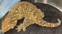 GTBX Leachianus 
