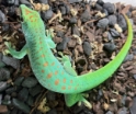 Blue Blood Giant Day Gecko 