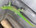 Blue Blood Giant Day Gecko 