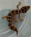 Viper Gecko (Hemidactylus imbricatus) 