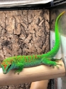Phelsuma grandis High Red 